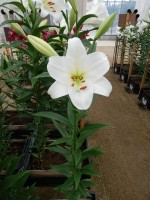 [5599 VH29 No01.JPG]